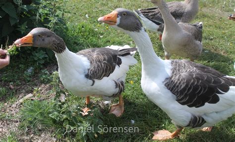 scania geese swedish breed backyard chickens learn   raise chickens