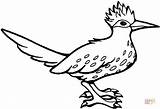 Roadrunner Bird Coloring Pages Runner Road Printable Greater Drawing Color Cardinal Mexico State Drawings Outline Preschoolers Supercoloring Flower Yucca Getdrawings sketch template