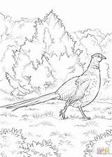 Coloring Pheasant Necked Ring Pages Drawing Printable sketch template