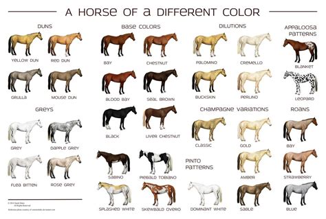 horse colors poster  reveraine horse coat colors horse coloring