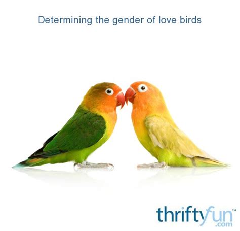 determining  gender  lovebirds thriftyfun