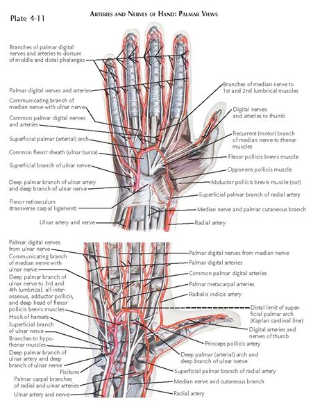 vascular supply   hand  finger pediagenosis
