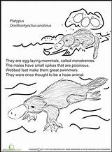 Platypus Worksheet Color Worksheets Kids Animal Fun Learn Choose Board Education sketch template
