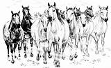 Herd Horses Drawing Igor Absolutearts Crayon Close sketch template