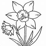 Daffodil Flower Coloring Drawing Daffodils Outline Simple Drawings Flowers Pages Colouring Clipart Clip Kids Netart Color Garden Print Designs Plants sketch template