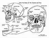 Skull Anatomy Coloring Pages Bones Human Face Cranium Printable Sheet Drawing Physiology Book Pdf Worksheet Color Label Skeleton Print Sheets sketch template