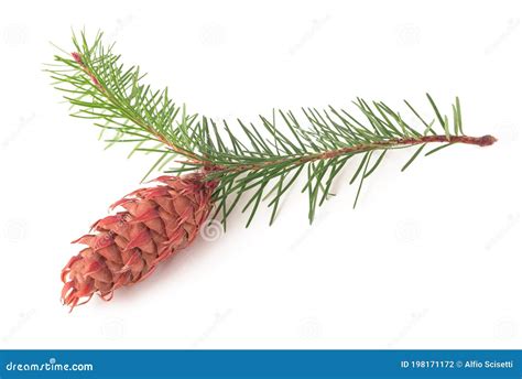 douglas fir branch  pinecone stock photo image  sprig spruce