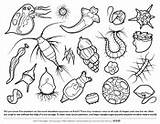 Coloring Pages Plankton Zooplankton Asu Microbe Biologist Color Biology Ask Askabiologist Sheet Ocean Drawing Worksheet Edu Science Sheets Drawings Worksheets sketch template