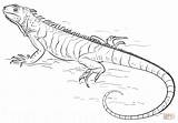 Iguana Dibujo Leguan Supercoloring Stampare Meglio Lucertole Ius Ausdrucken Dragon sketch template
