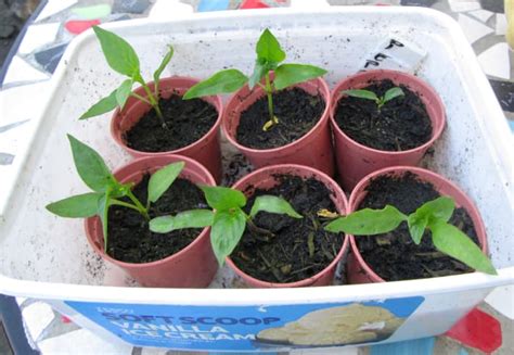 plant  grow sweet bell peppers  seeds dengarden