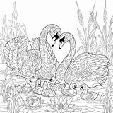 Coloring Pages Swan Animal Family Drawing Families Printable Fun Birds Flowers Sketch Reed 30seconds Print Everyone Mom Getdrawings Tip Paintingvalley sketch template
