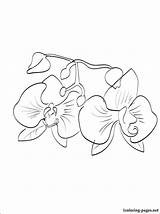 Orchid Coloring Pages Flower Printable Getcolorings Kids Daffodil Getdrawings Popular sketch template