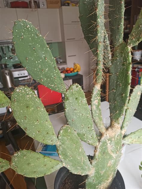 identification    white spots   cactus note    cochineal bugs