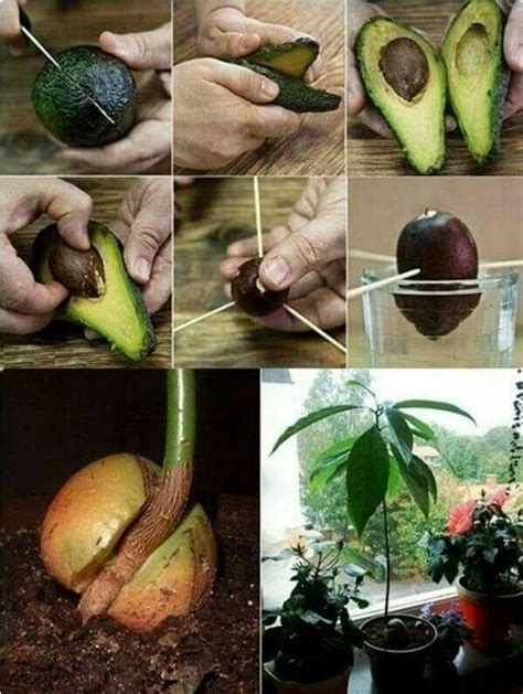 How To Grow Your Own Avocado Tree Veggie Garden Garden And Yard