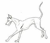 Greyhound Coloring Getcolorings Happy sketch template