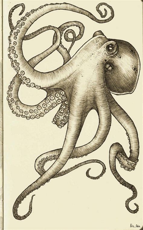 octopus drawing viewing gallery  octopus drawing tumblr