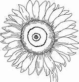 Sunflower Coloring Pages Color Georgia Keeffe Colouring Drawing Adults Kids Printable Flowers Sheets Print Clipart Large Simple Little Sunflowers Flower sketch template