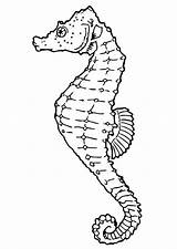 Seahorse Coloring Pages Malvorlage Zum Ausmalbild Printable Drawings Trauben Mar Sea Und Drawing Animals Bild Bilder Large Pintar Color sketch template