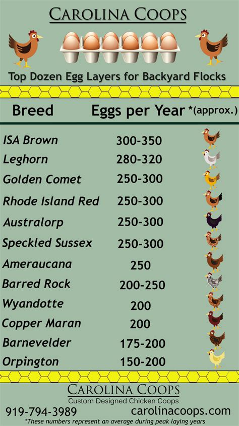 top dozen egg layers for backyard flocks egg laying chickens best