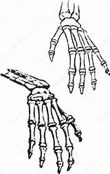 Skeleton Hand Drawing Getdrawings sketch template