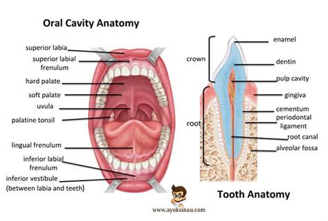 fungsi mulut manusia pengertian fungsi bagian gangguan