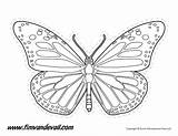 Butterfly Outline Monarch Drawing Line Printable Templates Stencils Drawings Shape Printables Kids Shapes Paintingvalley Use Large Timvandevall Silhouettes Educational Prohibited sketch template