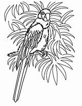 Parrot Coloring Pages Realistic Getcolorings sketch template