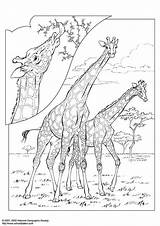 Giraffa Scarica sketch template