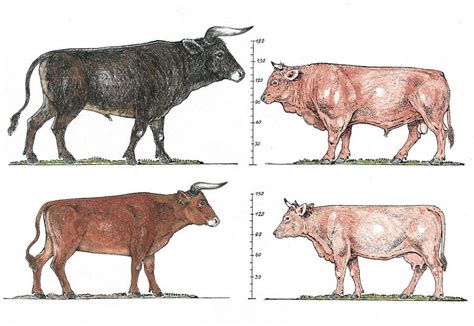 comparison  bull     aurochs left  modern cattle
