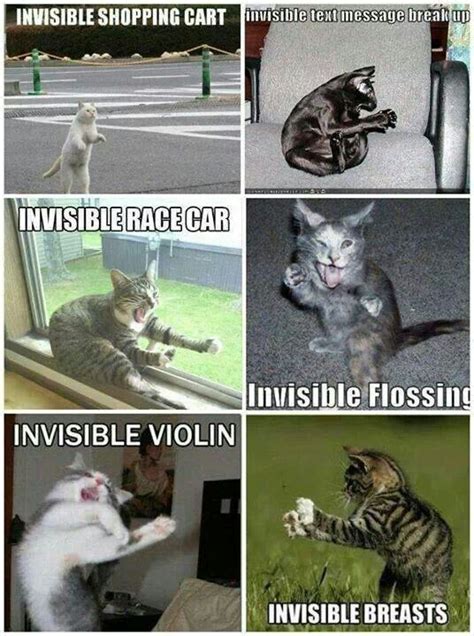 Pin By Alejandra Ruiz On Just For Fun Funny Cute Cats Funny