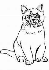 Coloring Cat Pages Printable Persian Girls Fat Kids Pixabay Sitting Getcolorings Fluffy Getdrawings Hubpages Ca Blank Background Cute Online Color sketch template