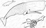 Whale Sperm Coloring Baby Pages Squid Hooked Greater Silhouettes Drawing sketch template