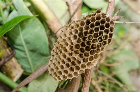 A Wasp Nest In A Garden Adria Blogs From 9 Different