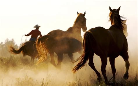 horse animals cowboys western wallpapers hd desktop  mobile backgrounds