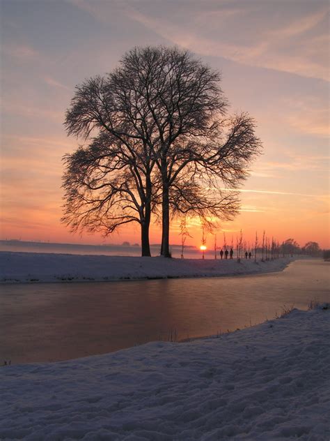 gambar pemandangan pohon horison salju musim dingin awan menanam langit matahari