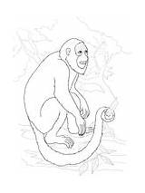 Monkey Howler Coloring Sitting Tree sketch template