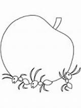 Coloring Pages Ant Ants Carrying Animals Food Rooster Book Ant3 Ws sketch template