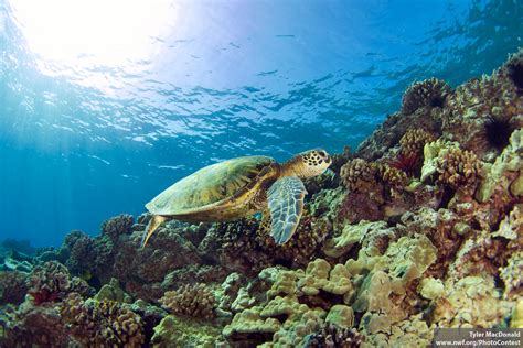 ridley   sea turtle  national wildlife federation blog