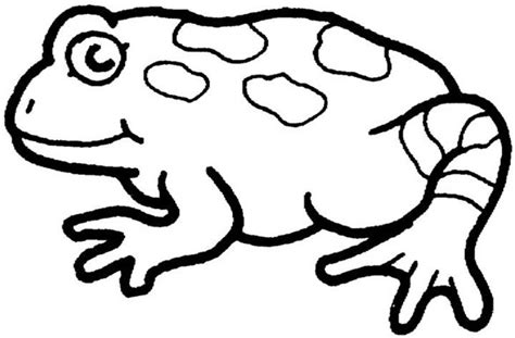 toad colouring pages  kids animal corner