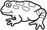 Frog Toad Gefleckt Frosch Frogs Trapdoor Amphibian Ausmalbild Malvorlage Clipartmag Ausmalbilder Weitere sketch template