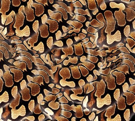 snake skin textile print background stock image image  pattern abstract