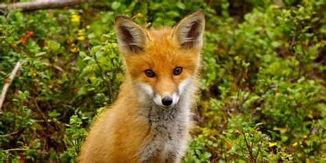 red fox vulpes vulpes part ii pgcps mess reform sasscer