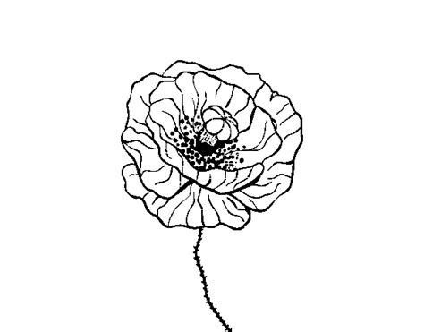 poppy flower coloring page coloringcrewcom