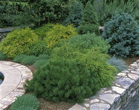 evergreens  adding year  beauty   backyard