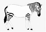 Zebra Stripes Clipartkey sketch template