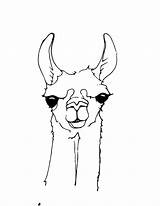 Llamas Alpaca Zeichnen Kolorowanki Colouring Ausmalen Zeichnungen Mammals Siebdruck Colorear Alpakas Dzieci Maggie Süßes Bestcoloringpagesforkids Alpacas Pencil Wydruku sketch template
