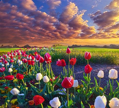 fondos de pantalla paisaje flores naturaleza cesped tulipanes