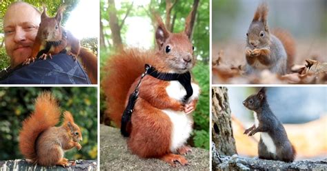 seven reasons squirrels are clearly the best rodents around metro news