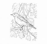 Coloring Bird Bluebird Pages sketch template