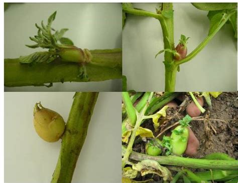 monitoring for a potential pathogen in florida potato and tomato